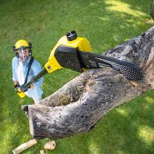 Reliable West Orange, TX Tree Services Solutions