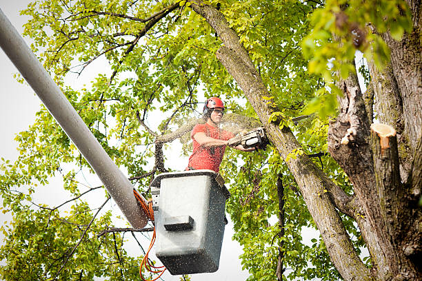 Best Hazardous Tree Removal  in West Orange, TX