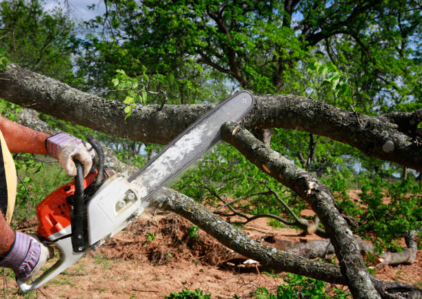 Lawn Renovation and Restoration in West Orange, TX